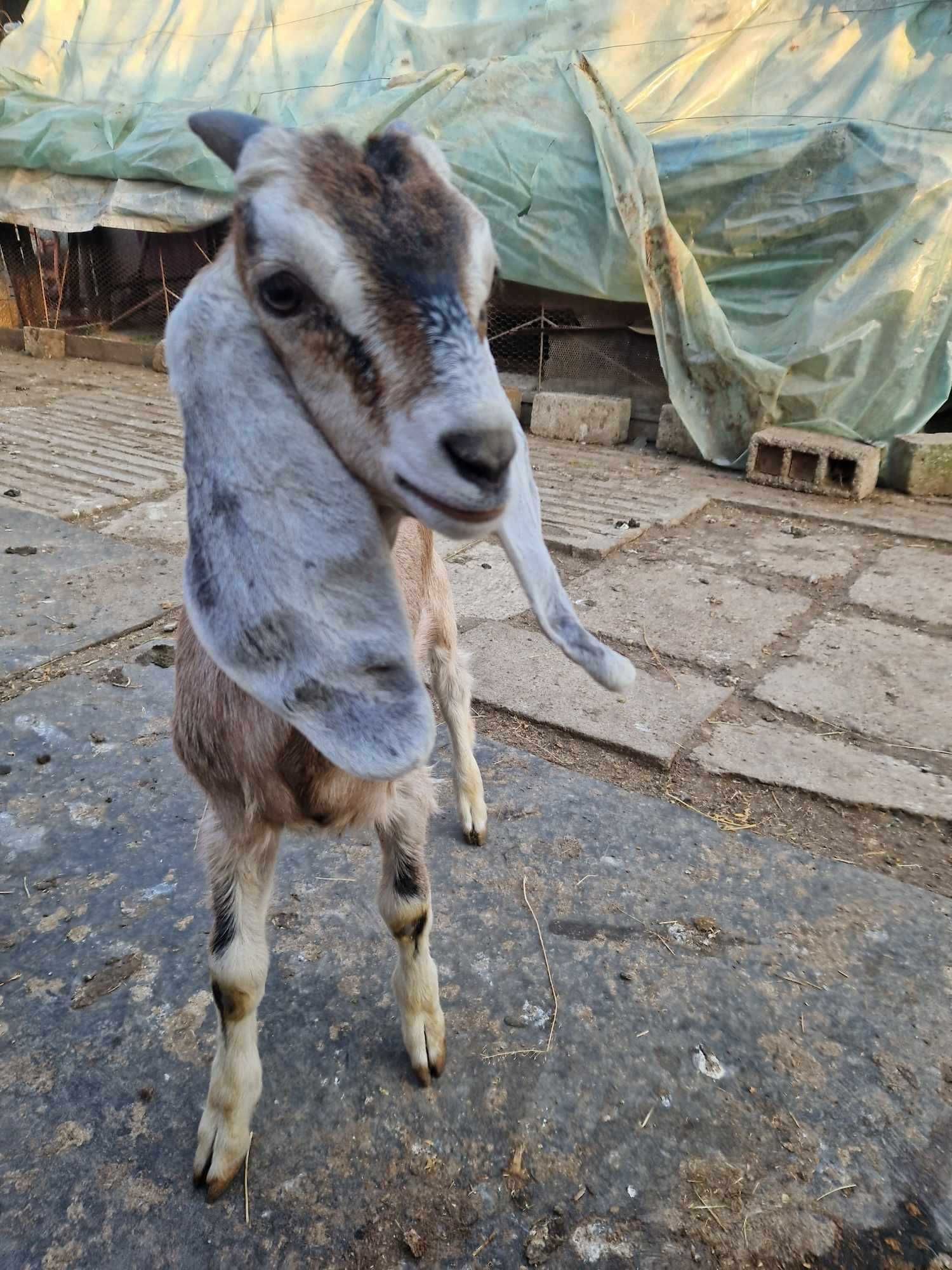 2 Tapuci din rasa anglo-Nubian,originala