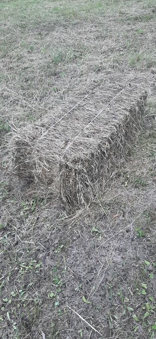 Baloti de fan de anu asta