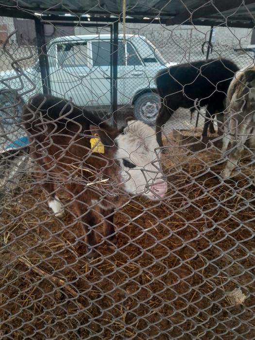 Бузау сатылады ургашы