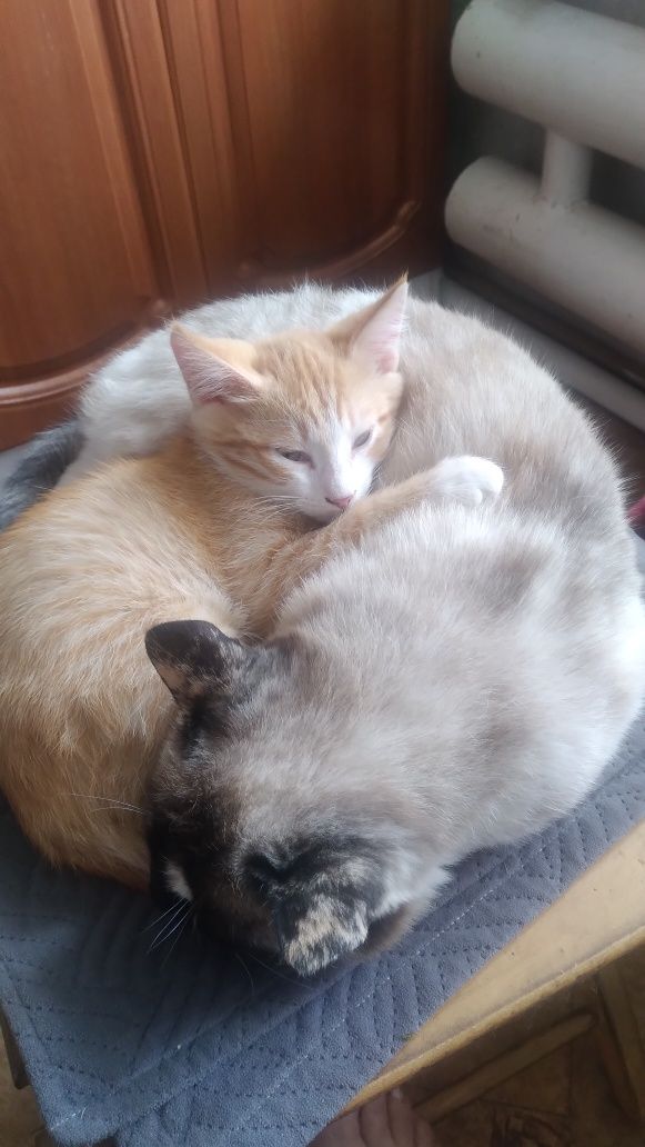 Отдам рыжего котёнка