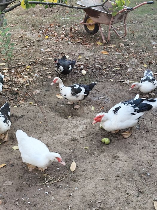 Индоутки годовалые