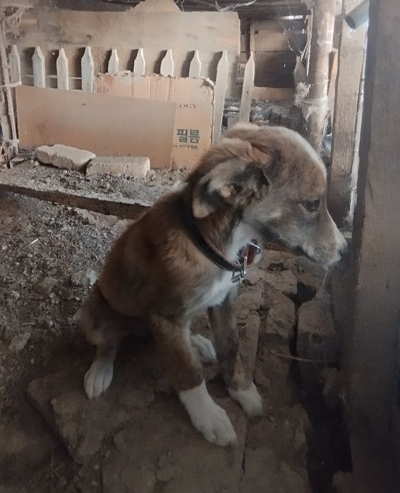 Отдам собаку в добрые руки