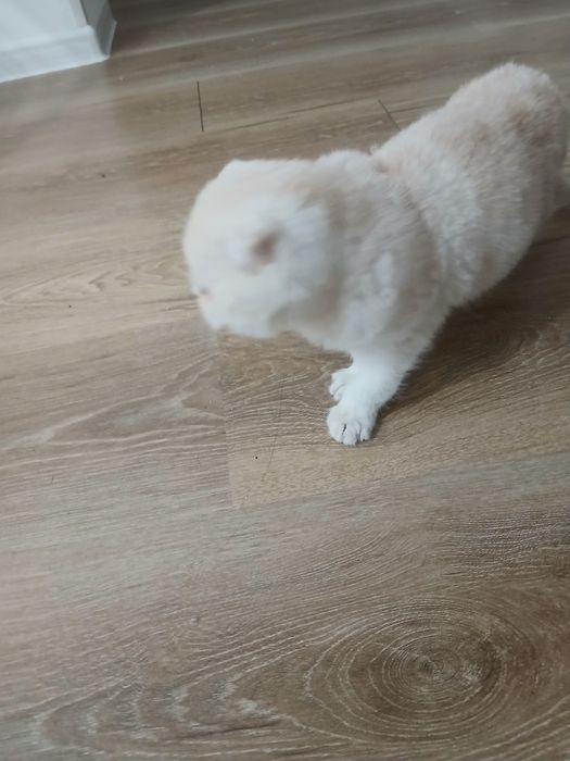 Skotish fold sotladi 5 oyli ogil bola