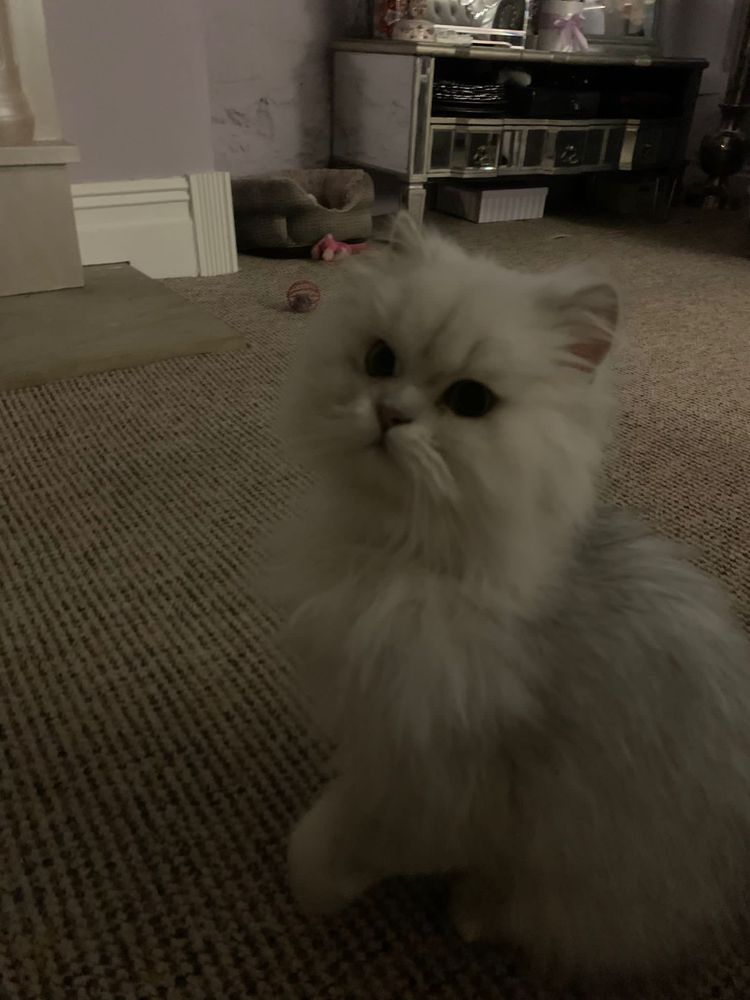 Silver shaded chinchilla Persian