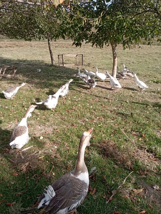 Vând gâște tinere