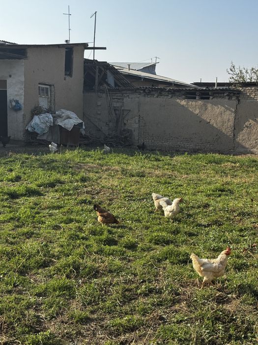 14 ta tovuq 1 ta xuroz sotiladi tovula tuxumda hammasi