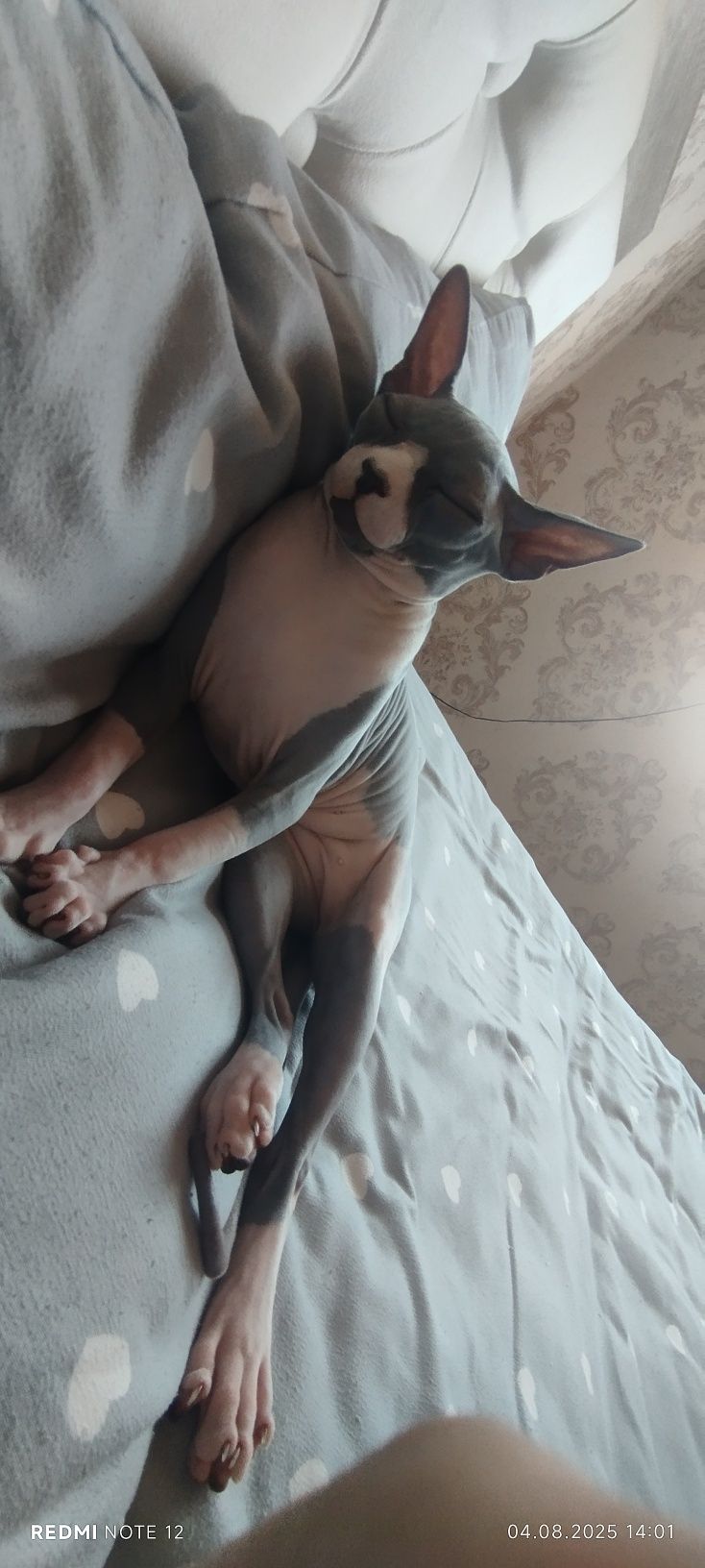 Продается Кошка свинкс