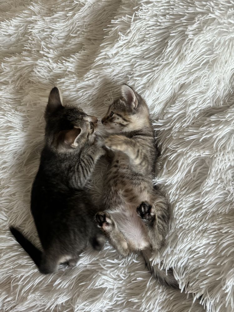 Doua Pisicute spre adoptie