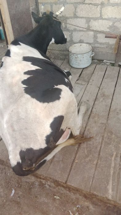 Срочно продам скот