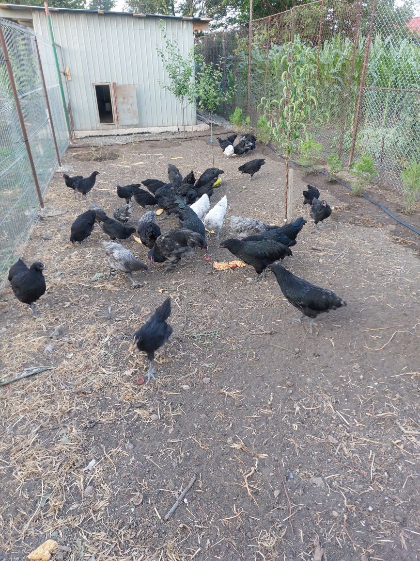 Australorp și cochinchina pitic