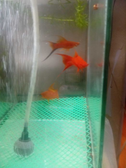 Продам меченосцев