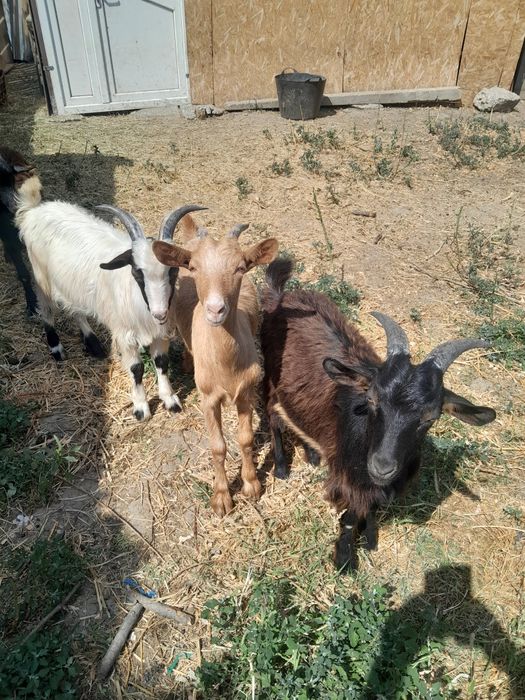 Vind 3 capre bune la prima fatare