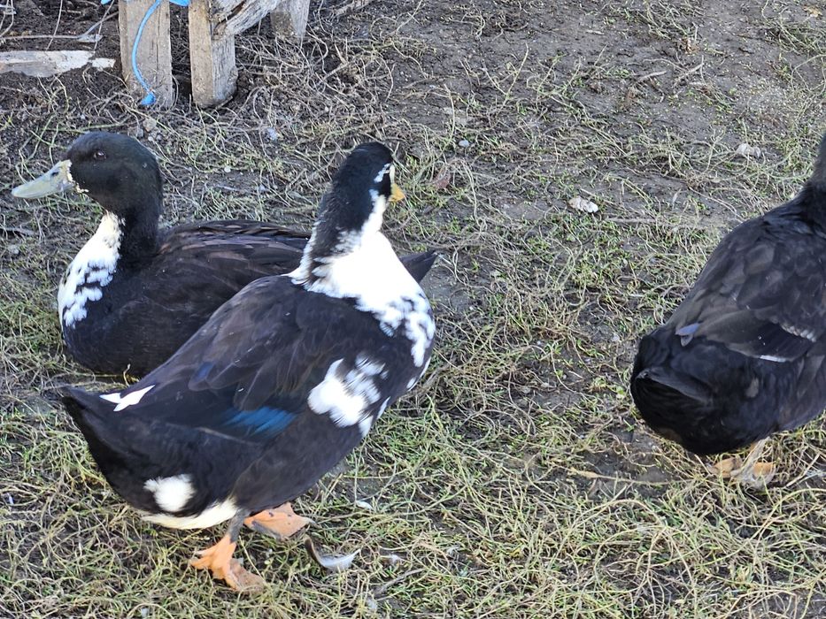 Rațe vorbărețe și ouătoare