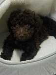 Vând Poodle Mini Toy