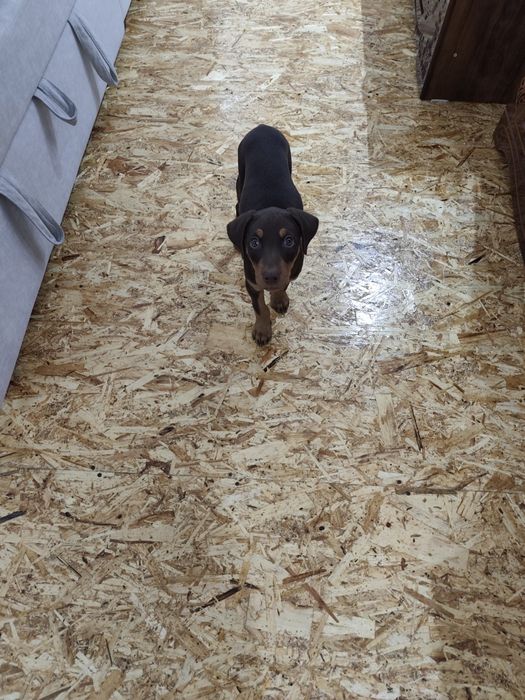 Продаётся доберман, девочка 2 месяца. 800 тыс.