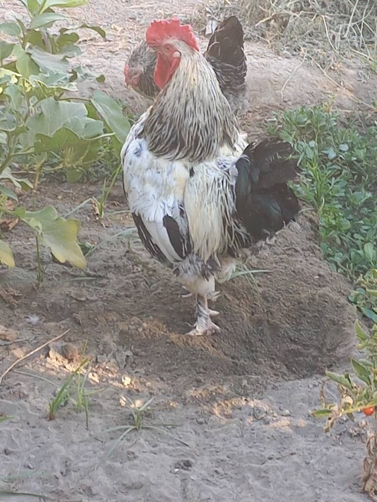 Bramma Xóroz sotiladi