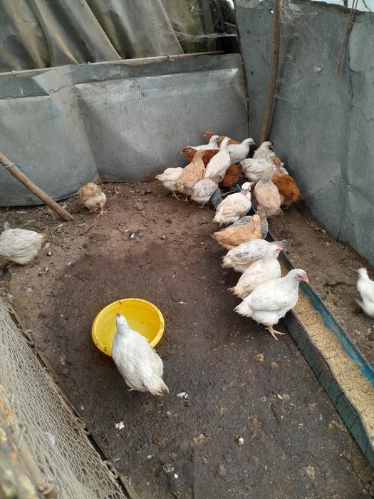 Pui de casă de vânzare.