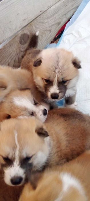 Мъжко кученце Акита