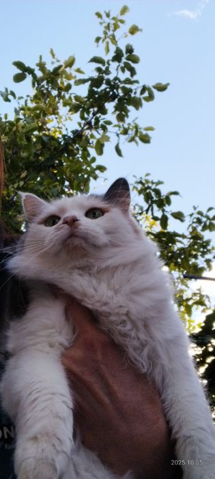 Коте    търси дом