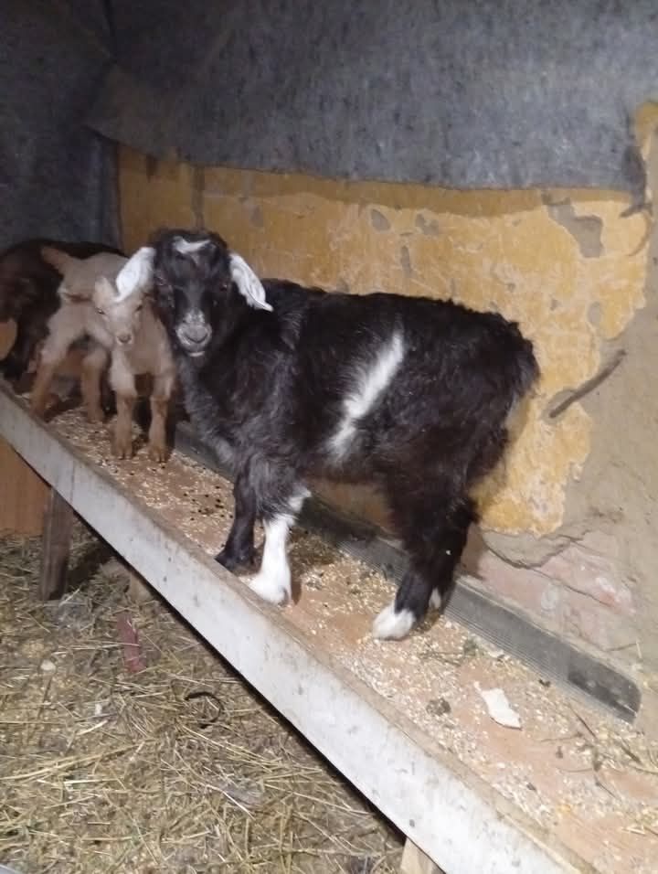 Iezi de vânzare între 10 și 25 kg