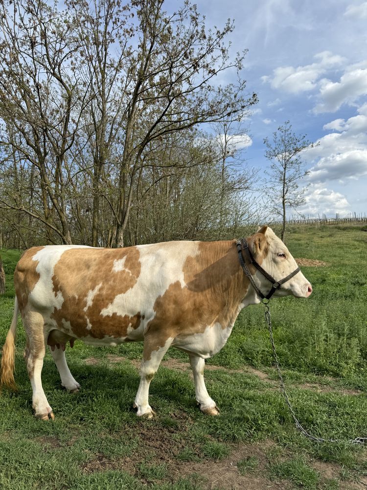 Vand vaca baltata romaneasca