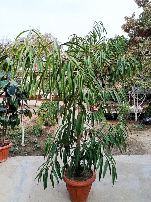 Gullar гуллар цветы