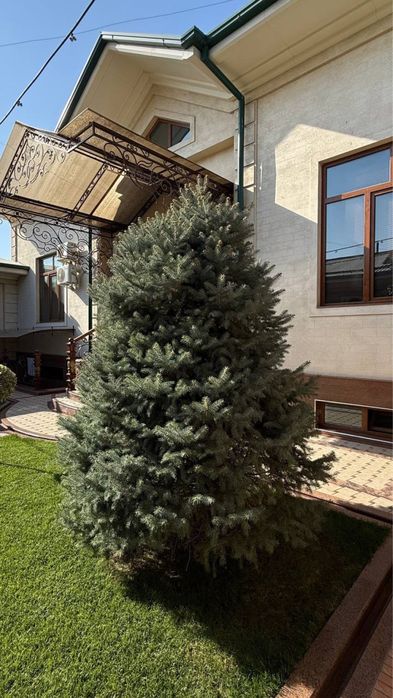 Archa Голубая ель