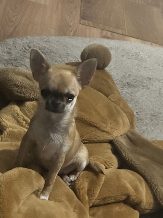 Чихуахуа мини момиче