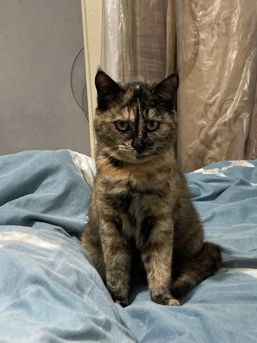 Котенок 7 месяцев