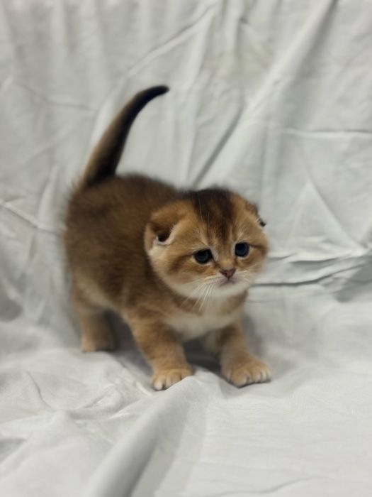 Продаются котята Шотладской породы!