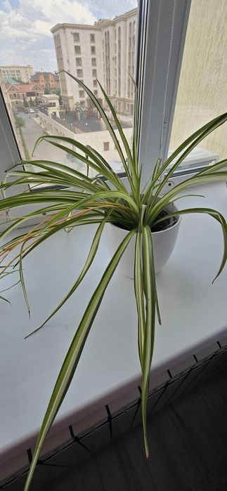 Отростки хлорофитума