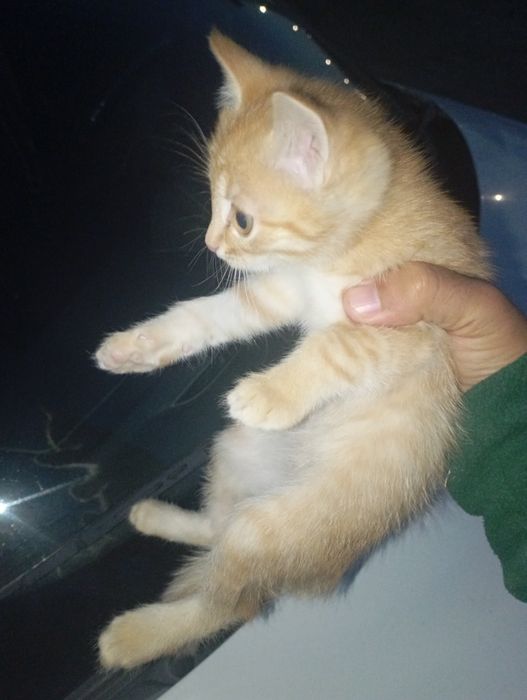 Котята 1,5месяцев