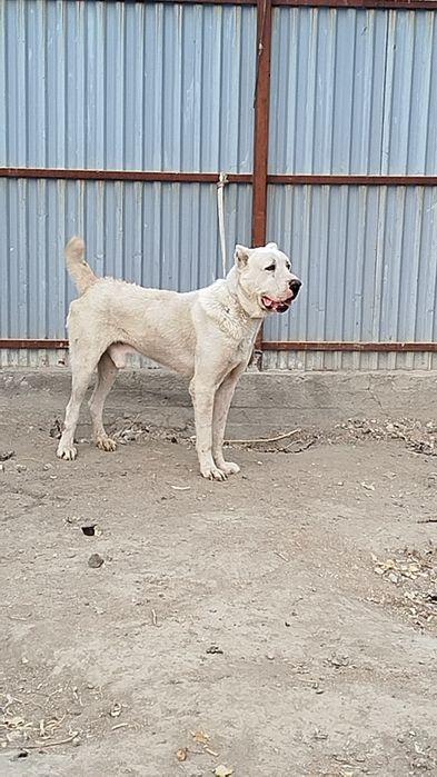 Oq ayiq alabay sotiladi