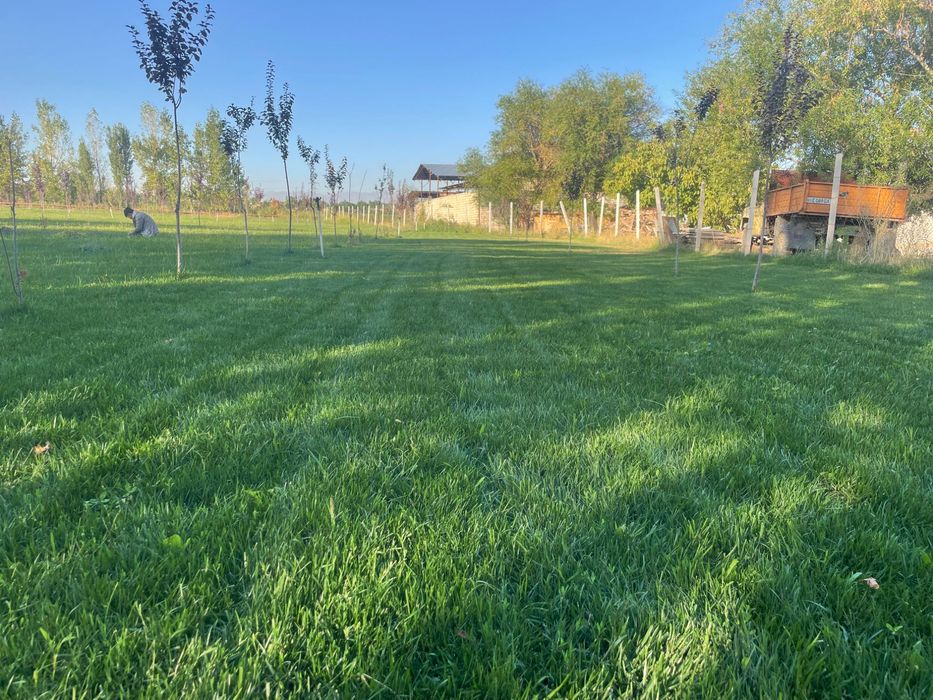 Газоны рулонный оптовая цена