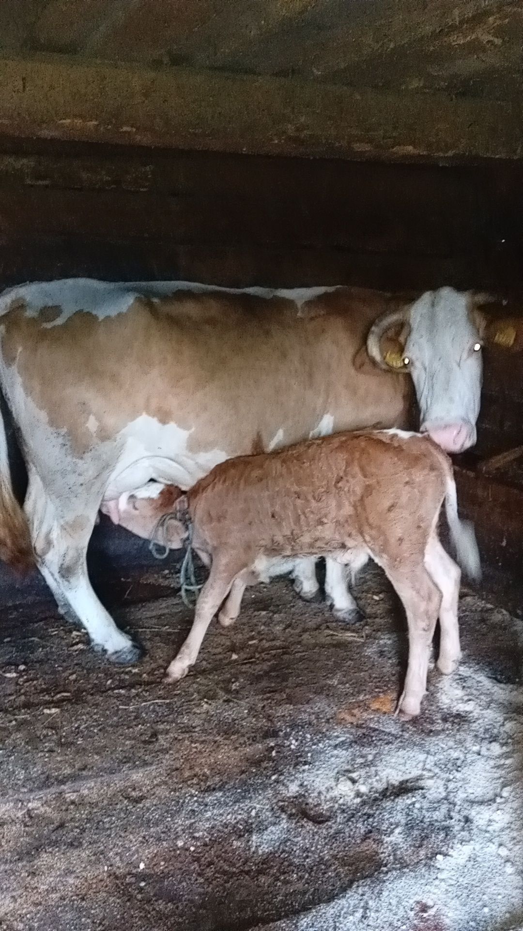 Vând vaca cu vițel