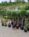 Plante ornamentale gazon rulou copaci ornamentali