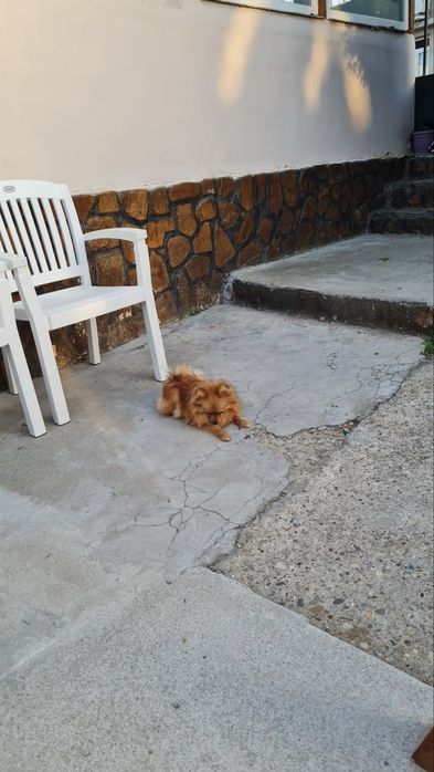 Мини Померански шпиц