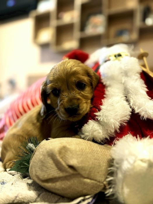 Кокер шпаньол кученца