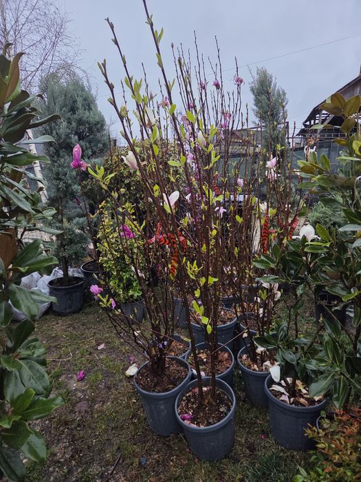 Vindem Magnoli Grandiflora Palmieri etc