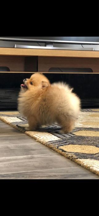 Fetita Pomeranian