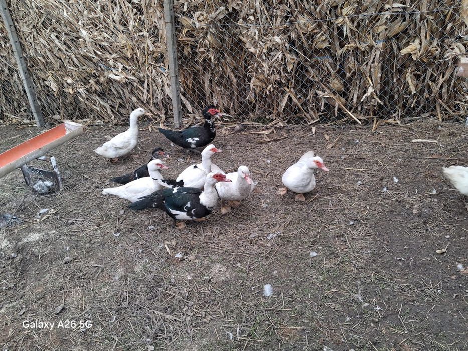 Vând Rațe leșești