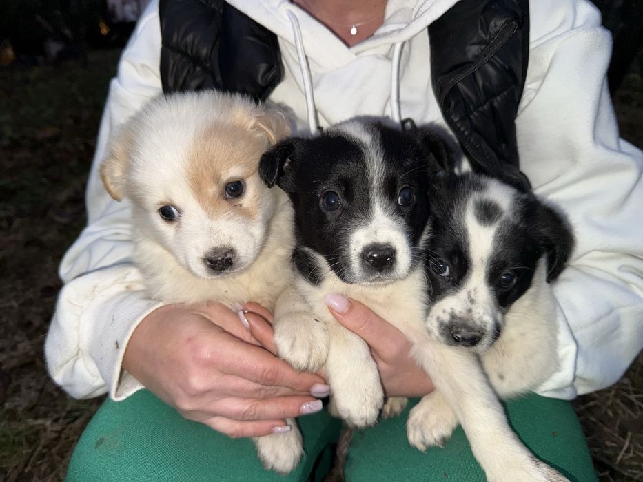 Cățeluși de 5-6 săptămâni caută adopție urgentă