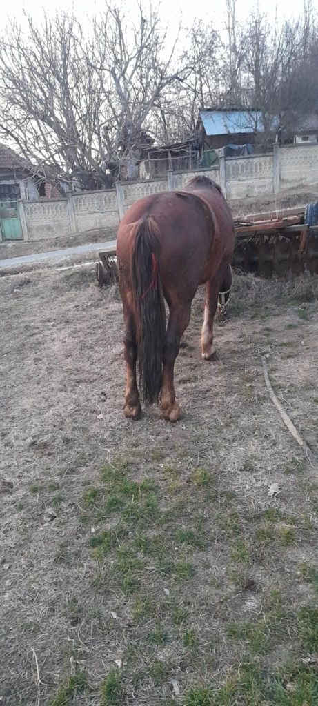 De vânzare cal castrat de 7 ani cuminte