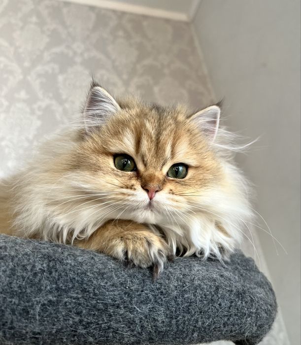 Pisica british cu pedigree