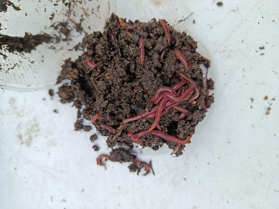 Черви, 40шт, 500тнг, с.Павлодарское