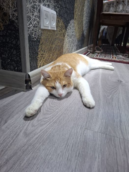 кот, мальчик , зовут персик