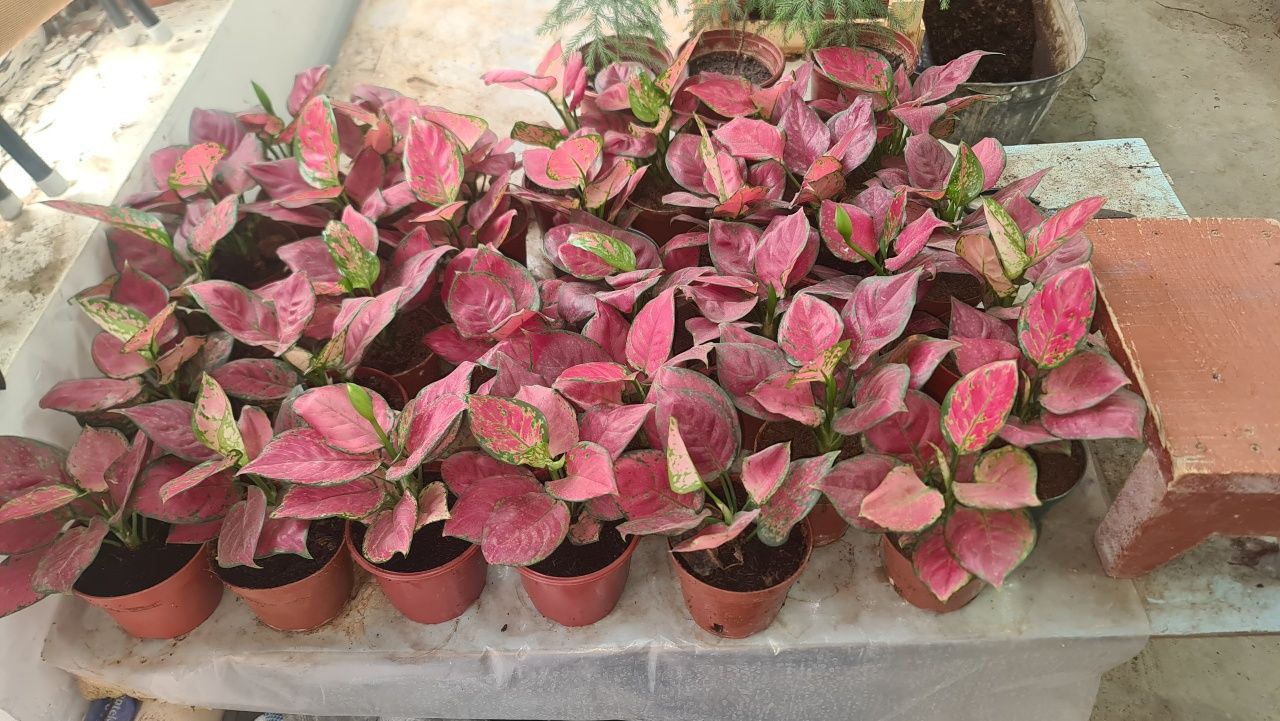 Aglaonema, fikus,begoniya,aglaonema,aloy