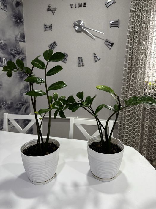 Комнатные растения продам