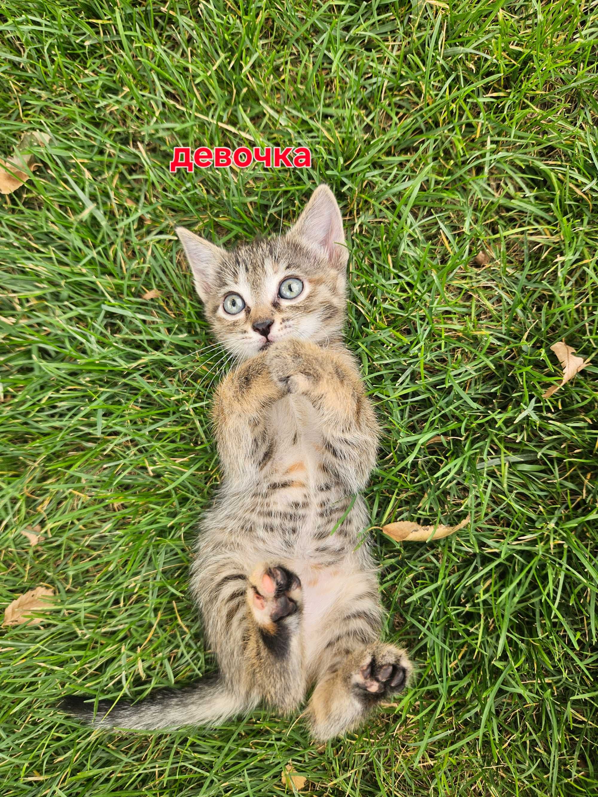 Котята мышеловы, мама смесь бенгала и обычной.