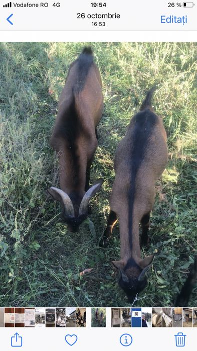 Vand capre Alpine franceze cu genetica buna
